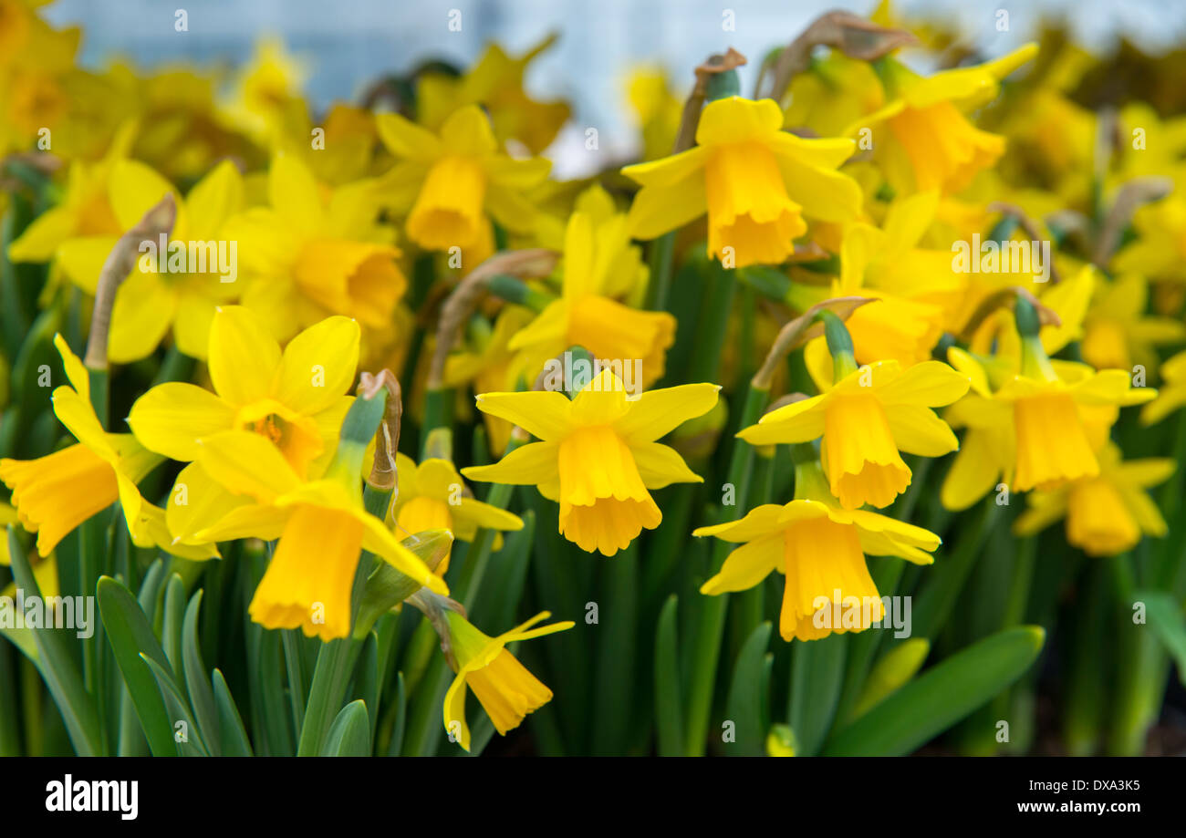 Spring daffodils growing inside a plant nursery in Nottingham