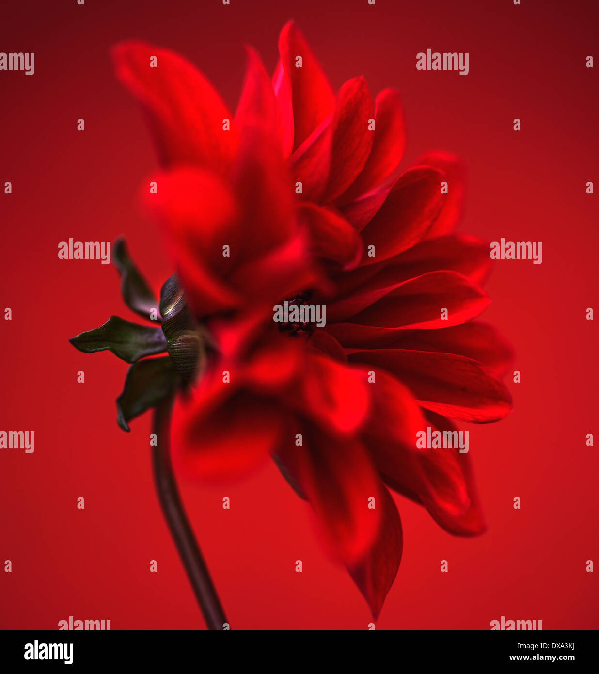 Dahlia, red flower shot against similar colour backgound. Stock Photo
