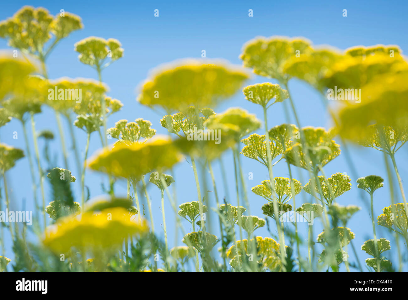 Yarrow, Achillea filipendulina 'Gold Plate', multiple stems backlit against a clear blue sky. Stock Photo