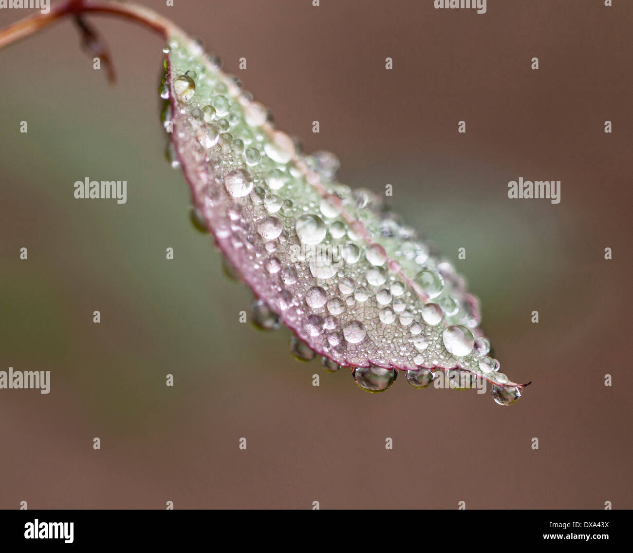 Water drops on leaf in an Autumn background Stock Photo
