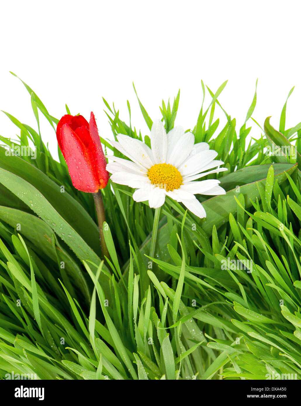 Tulip field border hires stock photography and images Alamy