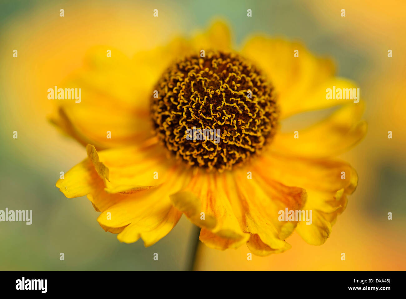 Helen's flower, Sneezeweed, Helenium, viewed side on showing the domed ...