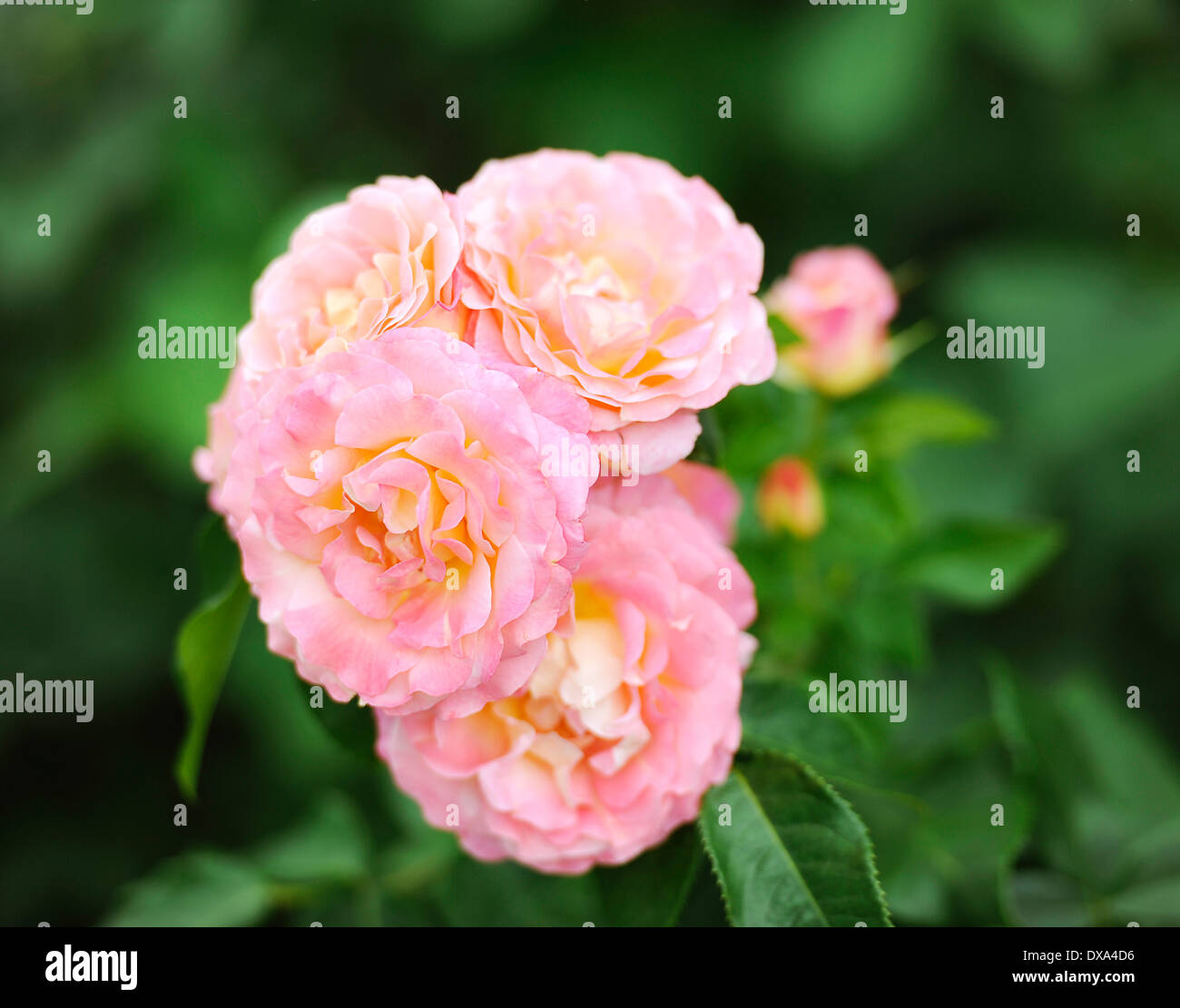 Beautiful blooming garden roses hi-res stock photography and images - Alamy