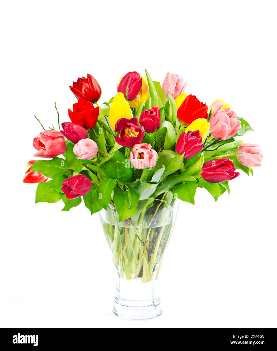 colorful bouquet of fresh tulip flowers on white background Stock Photo ...
