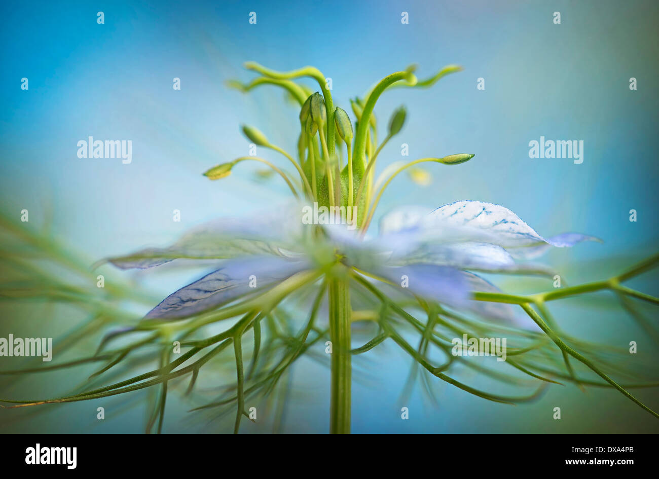 Love-in-a-mist, Nigella damascena, close up showing stamens against a blue background. Stock Photo