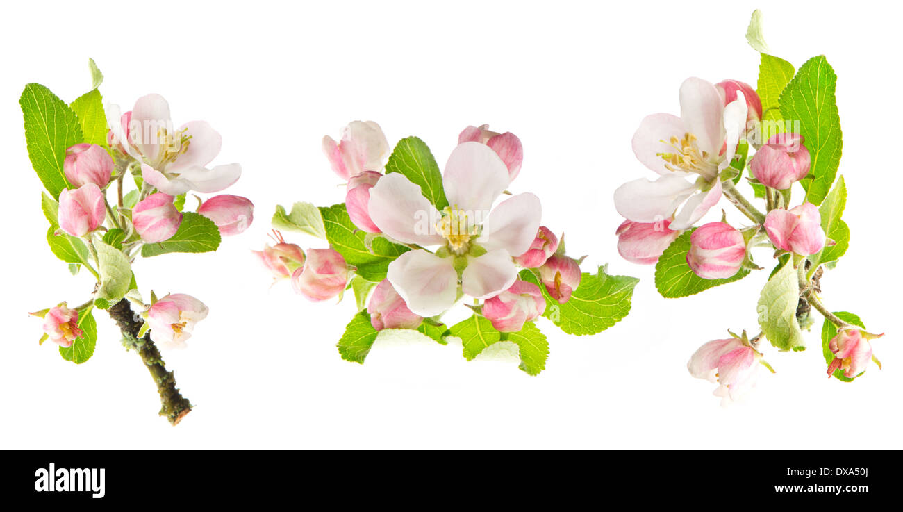 apple tree spring blossoms isolated on white background Stock Photo