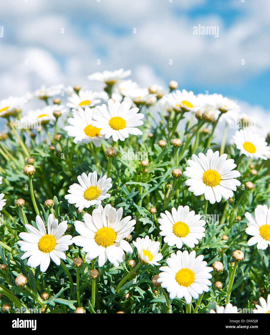 fresh daisies against a blue cloudy sky Stock Photo Alamy