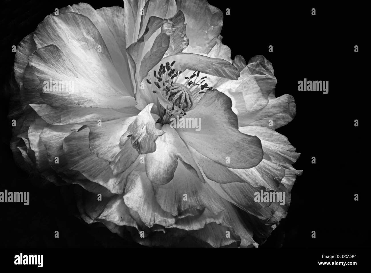 Double shirley poppy, Papaver rhoeas, a black and white shot against a black background. Stock Photo
