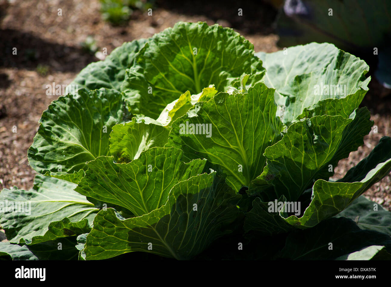 side view of a green cabbage in the morning light in the garden Stock Photo