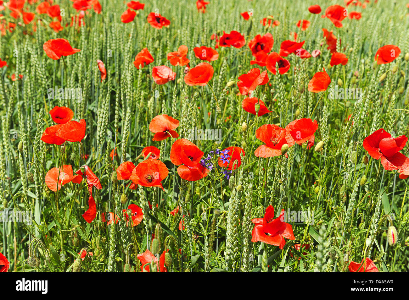Wheat flower hires stock photography and images Alamy