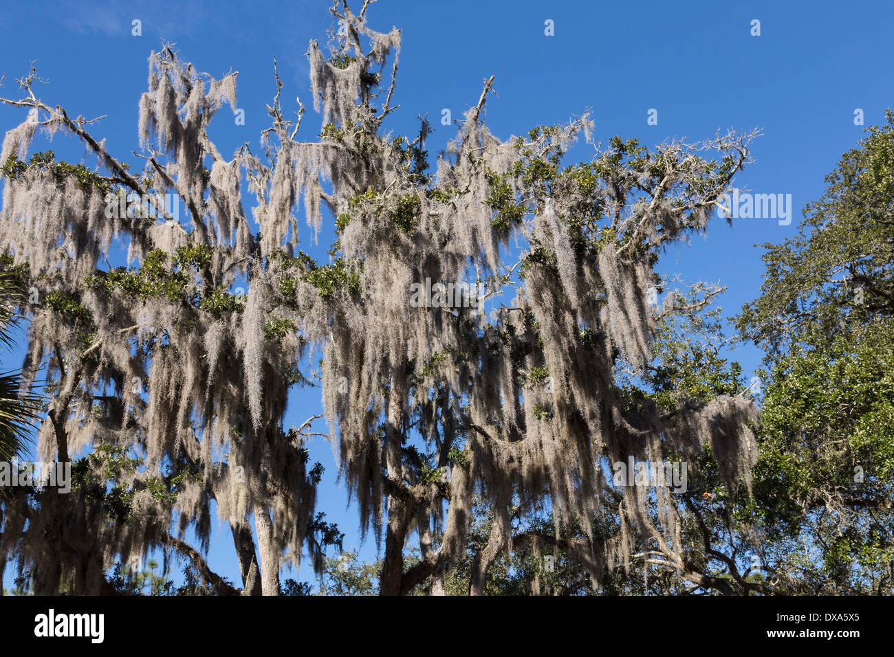 Spanish Moss Hanging in Southern Live Oak Tree, Tampa, FL Stock Photo