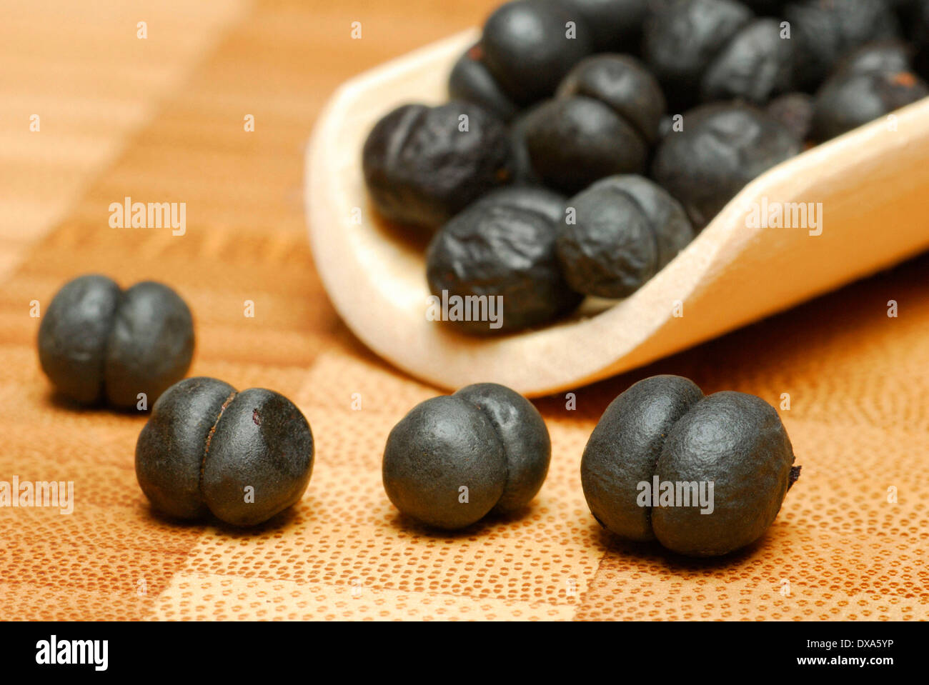 Tasmanian Pepper, Mountain Pepper Stock Photo