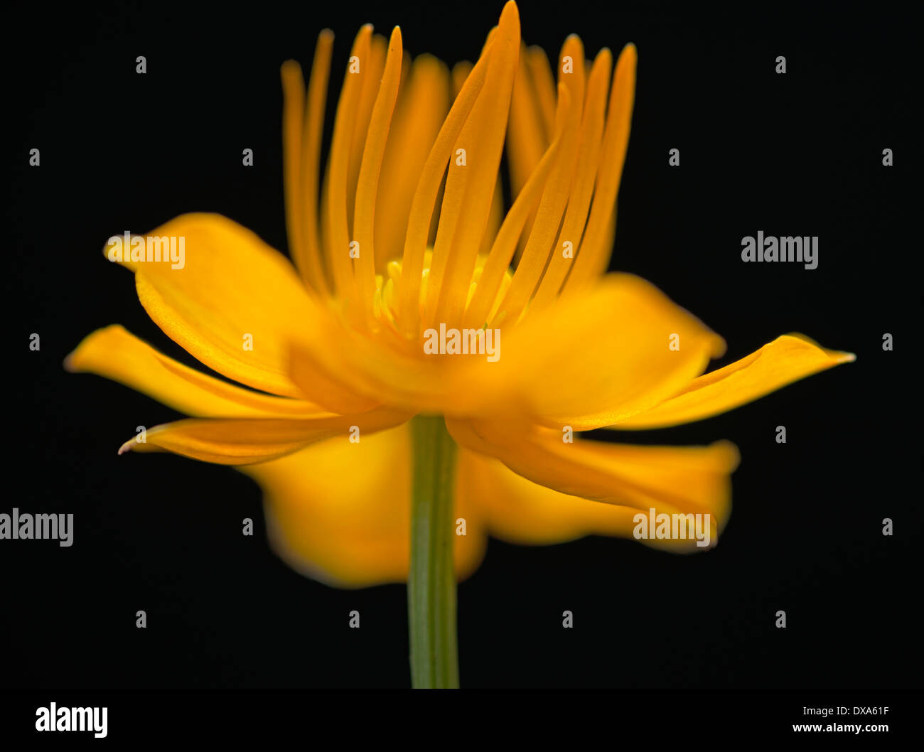 Globeflower, Trollius chinensis, yellow flower showing stamens and stigma, against a solid black background. Stock Photo