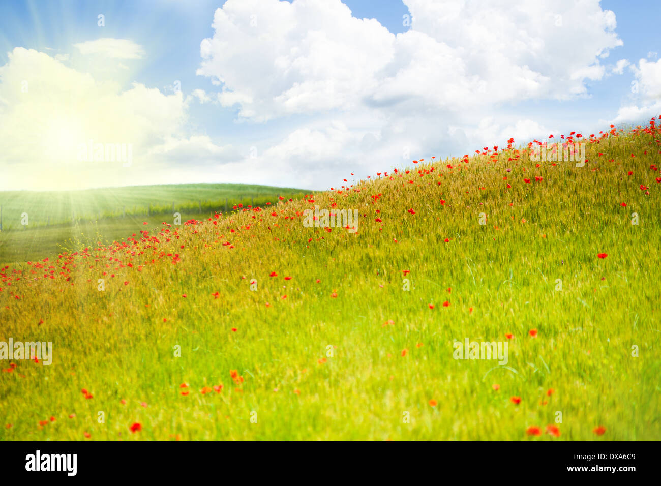 Poppy flowers in rays hi-res stock photography and images - Alamy