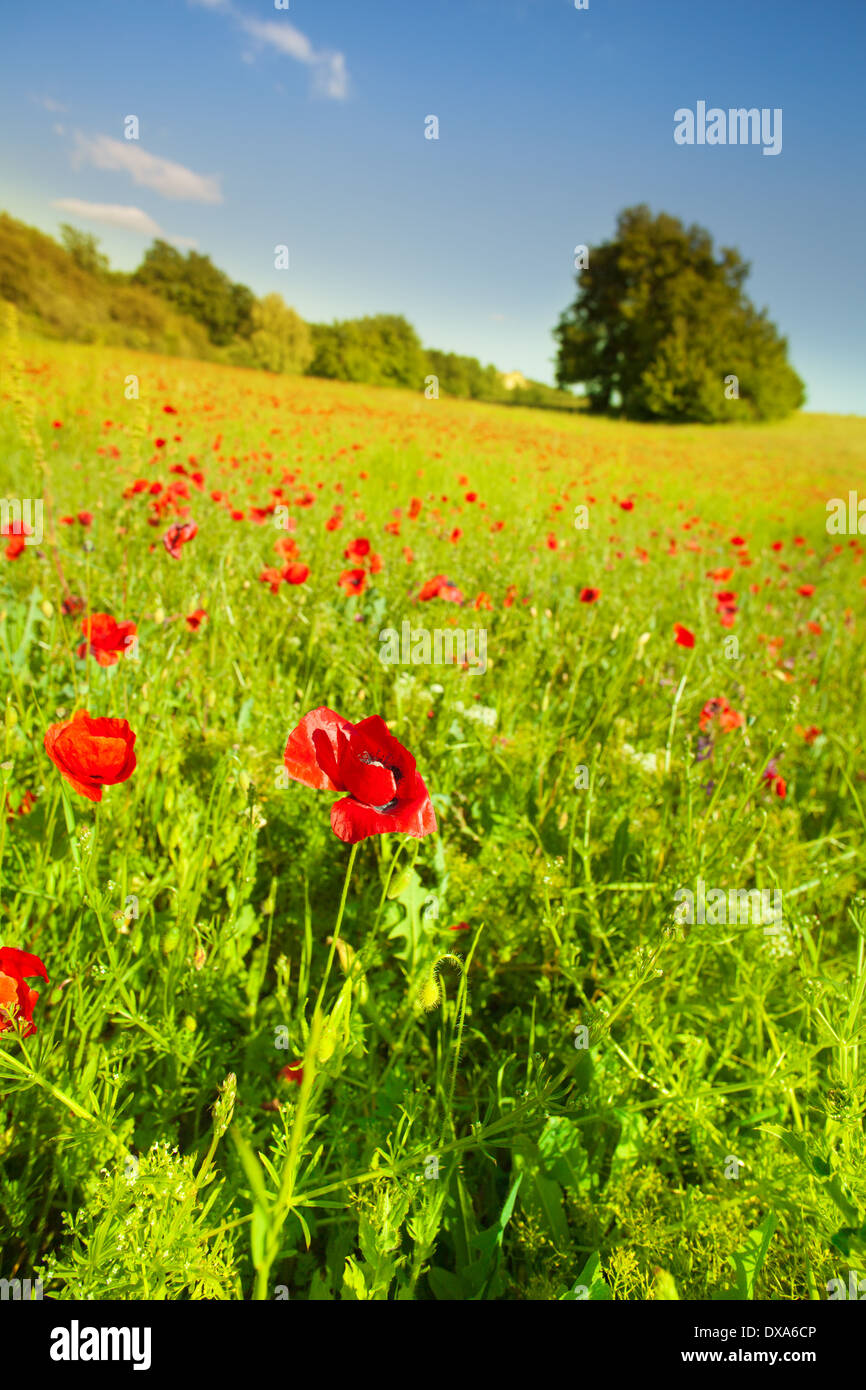 Poppy flowers in green field hi-res stock photography and images - Alamy
