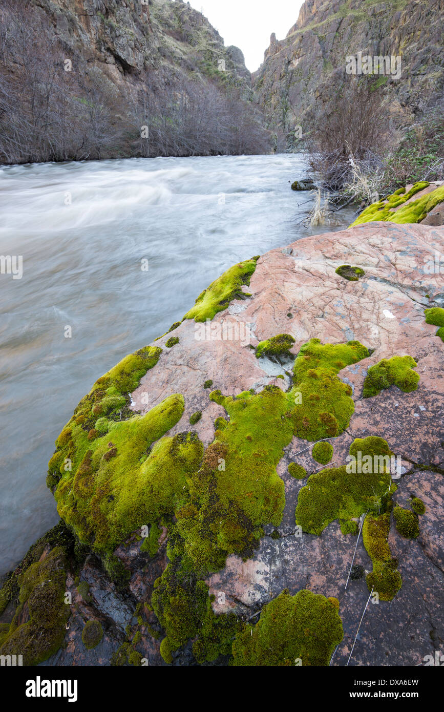 Mossy boulder along the Imnaha River in Hells Canyon, Oregon. Stock Photo