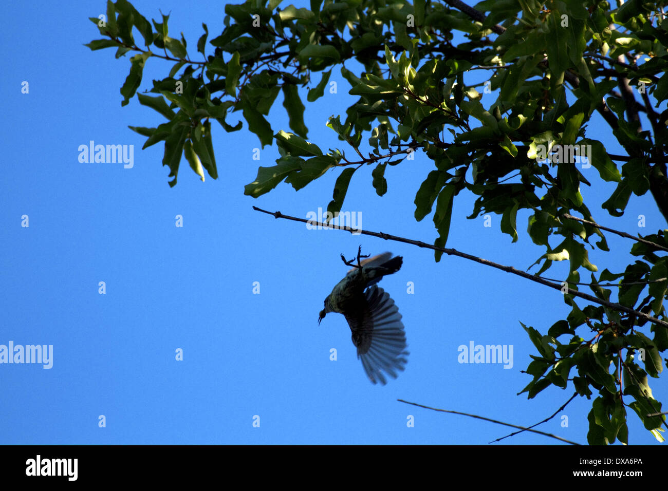 Dove lets go of branch upside down Stock Photo Alamy