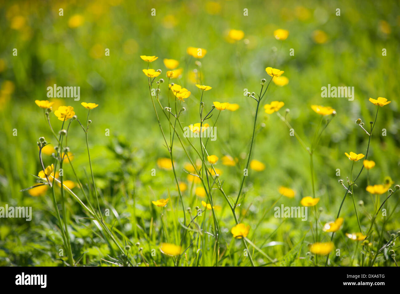Buttercup, Meadow buttercup, Ranunculus acris growing in a grass meadow, several stems in sunlight. Stock Photo
