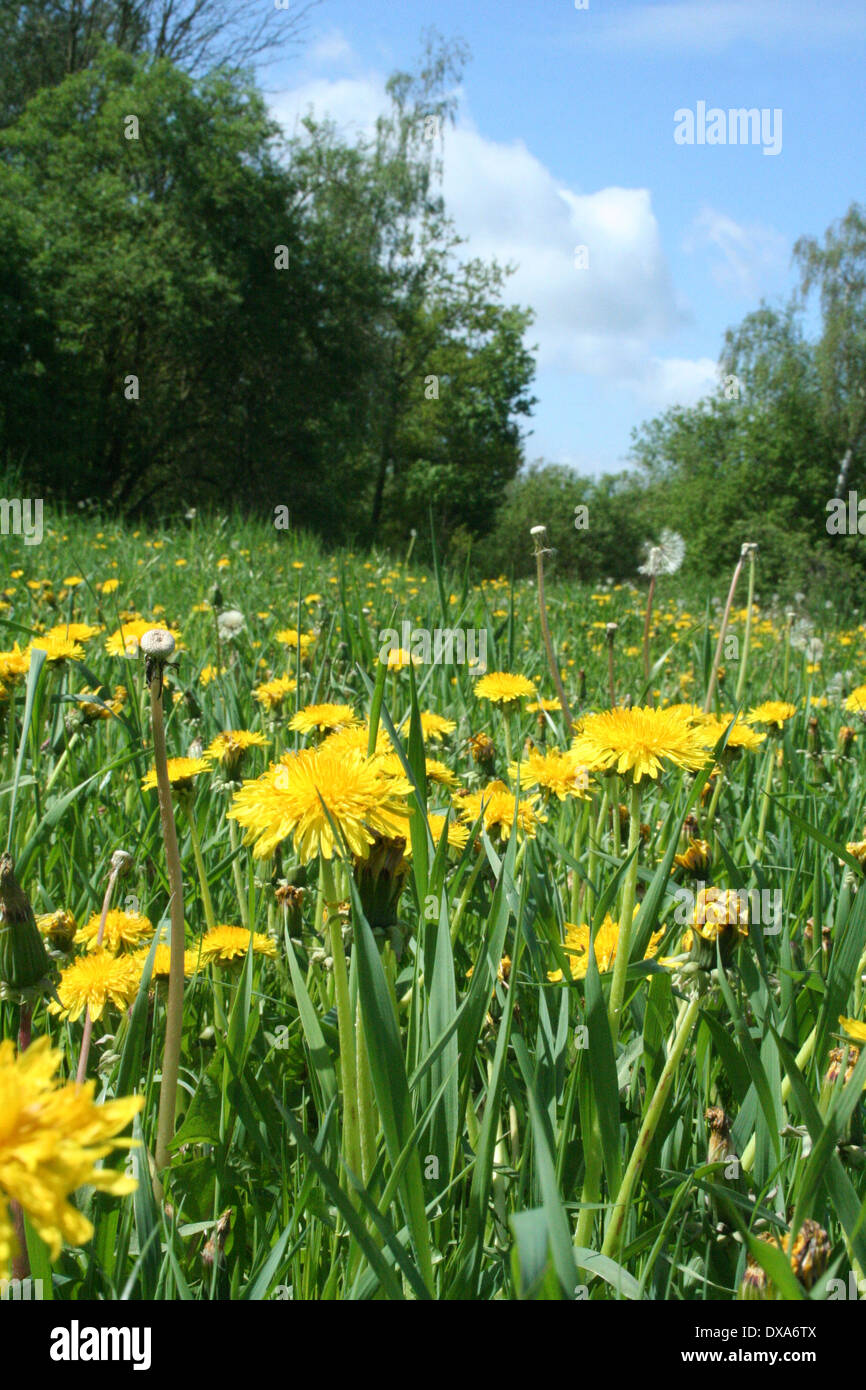 Countryside weeds hi-res stock photography and images - Alamy
