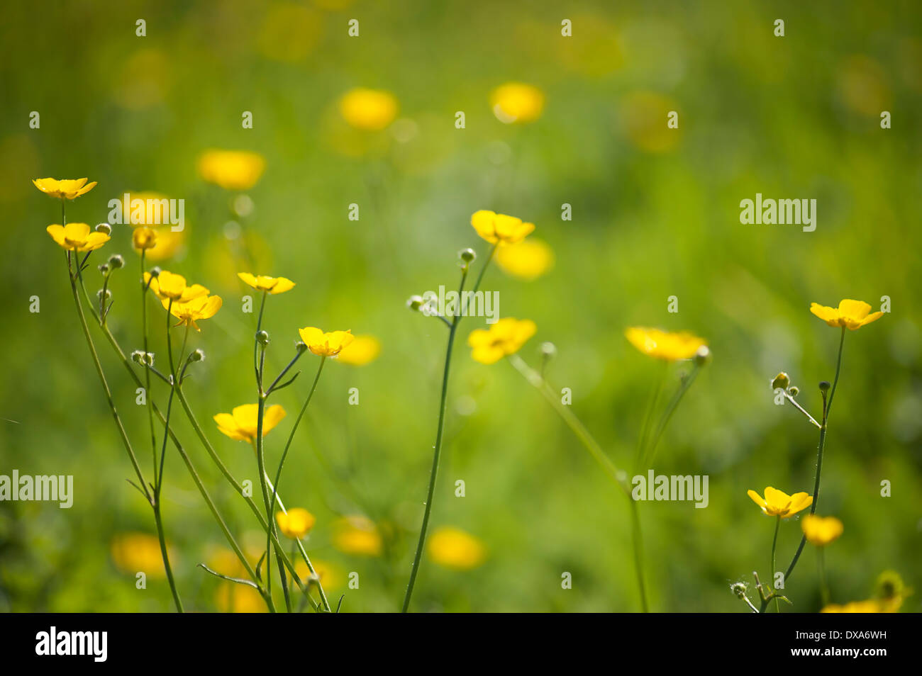 Buttercup, Meadow buttercup, Ranunculus acris growing in a grass meadow, several stems in sunlight. Stock Photo