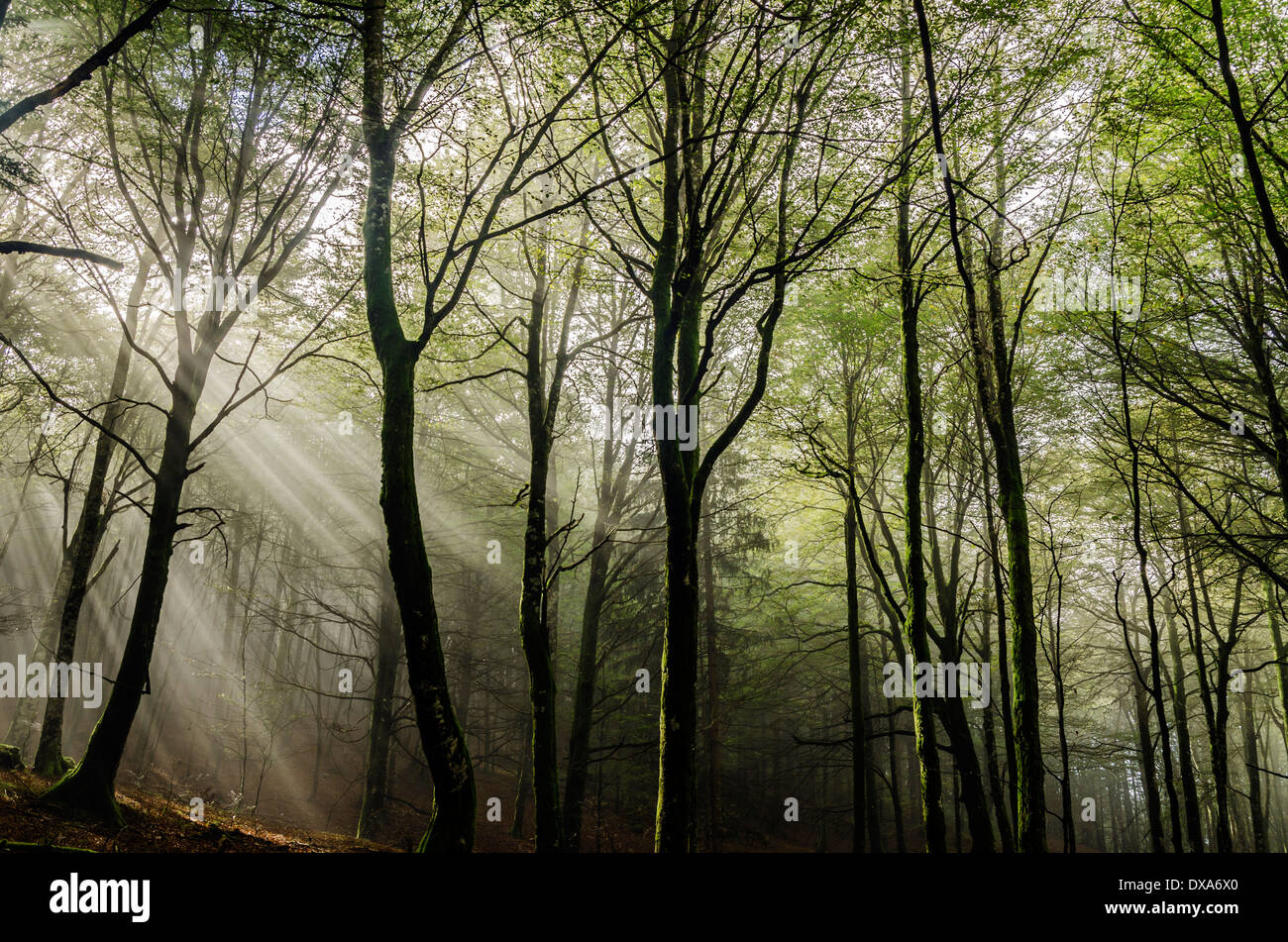 Forest sun rays colorful hi-res stock photography and images - Alamy