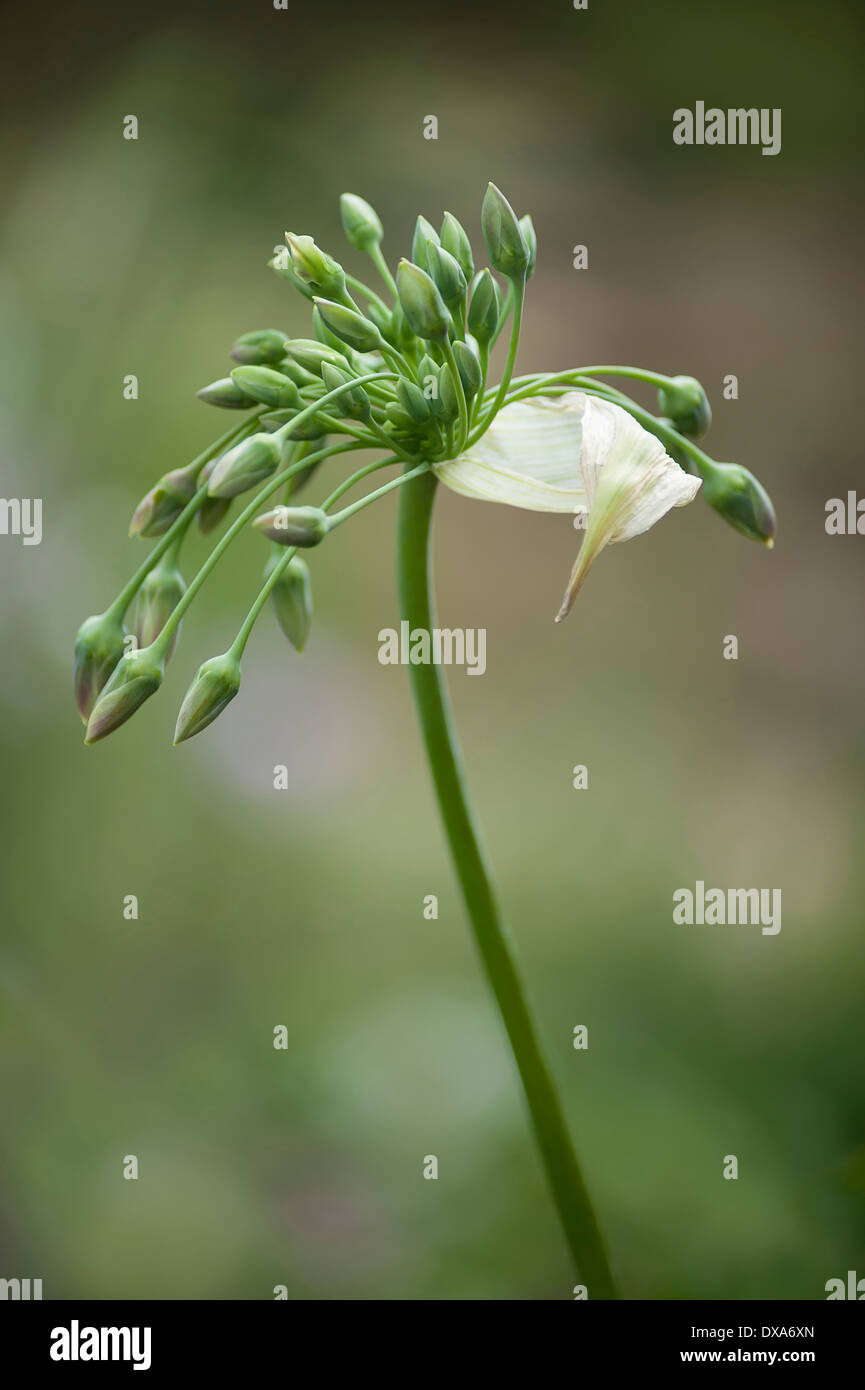 Silican honey garlic, Nectaroscordum siculum bulgaricum, in bud showing its papery sheath from which it has emerged. Stock Photo