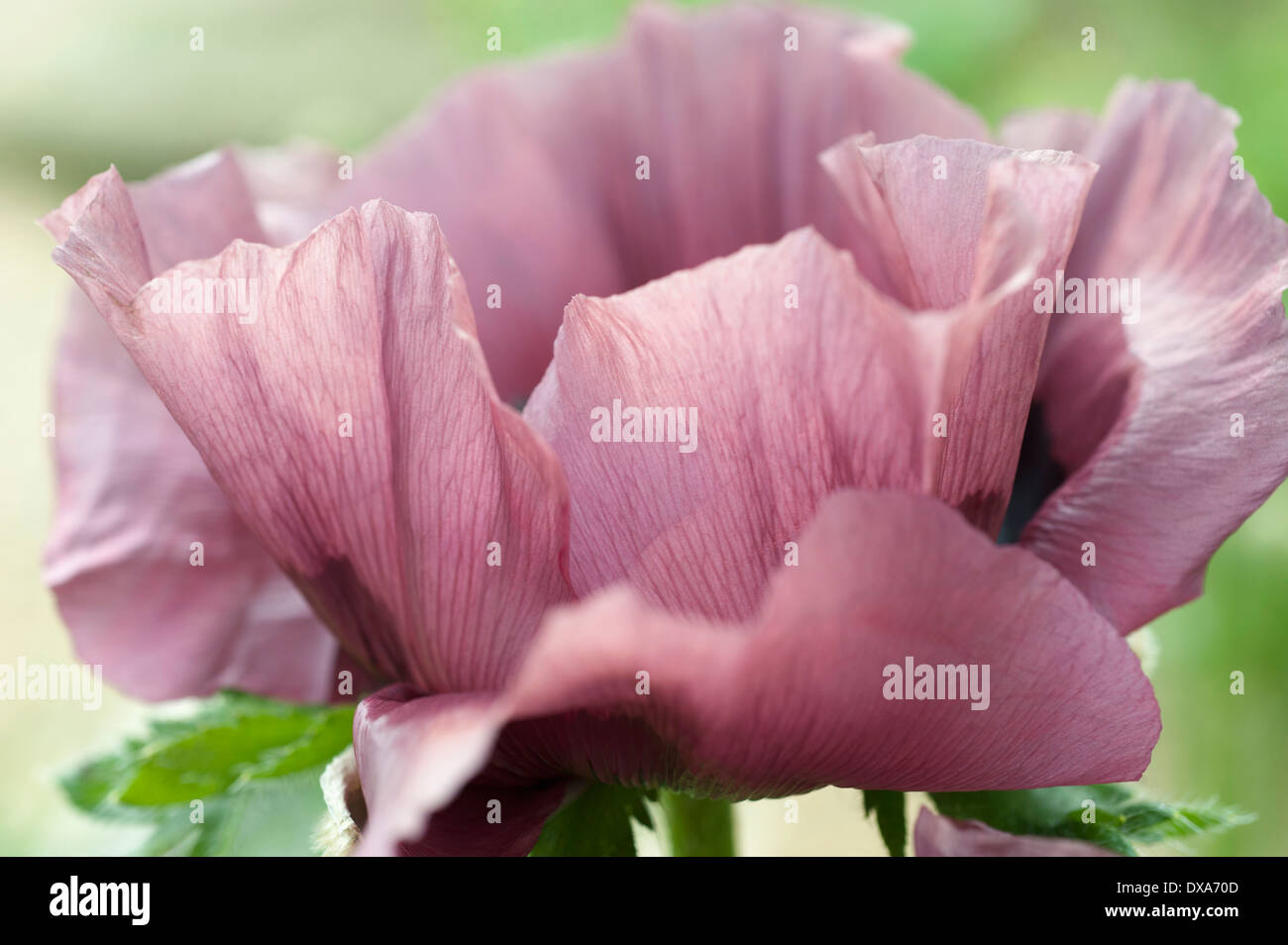 Oriental poppy, Papaver orientale 'Patty's Plum', pinky mauve flower side view showing delicate veins in the petals. Stock Photo