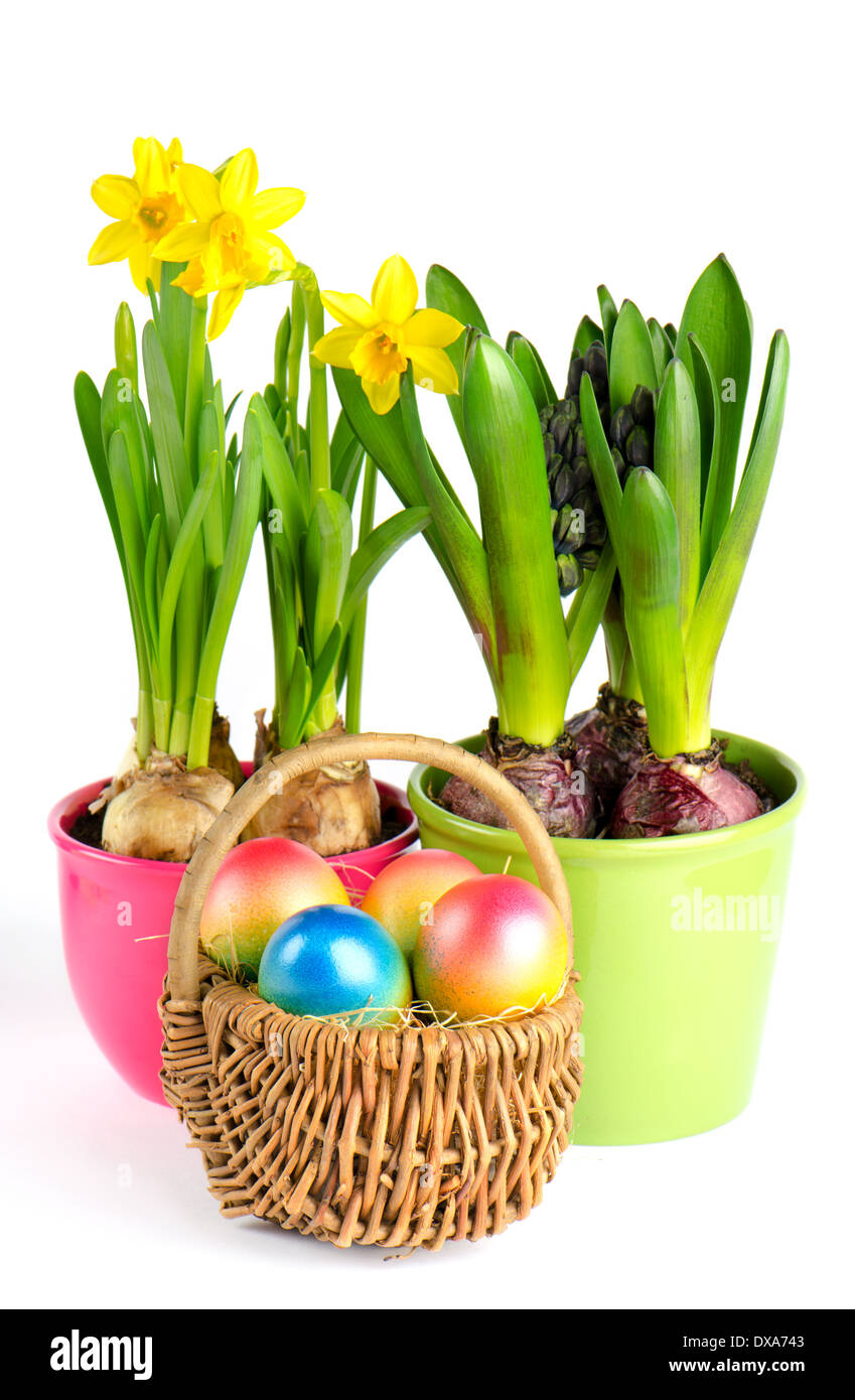 easter eggs with spring flowers on white background. narcissus and ...
