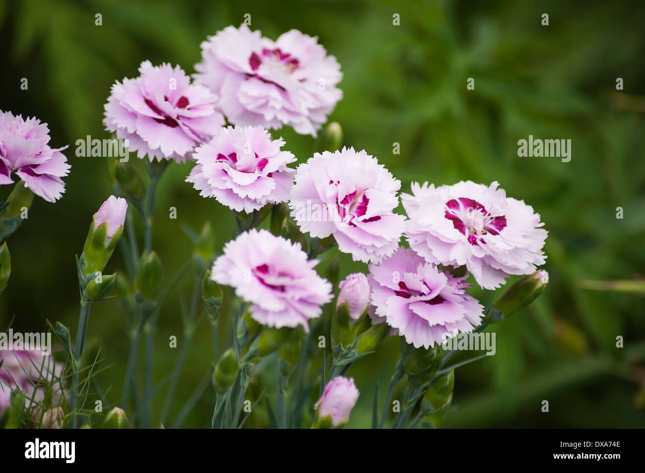 Pink or Clove pink, Dianthus 'Pike's pink', several fringed, double, pale pink flowers with magenta centres. Stock Photo