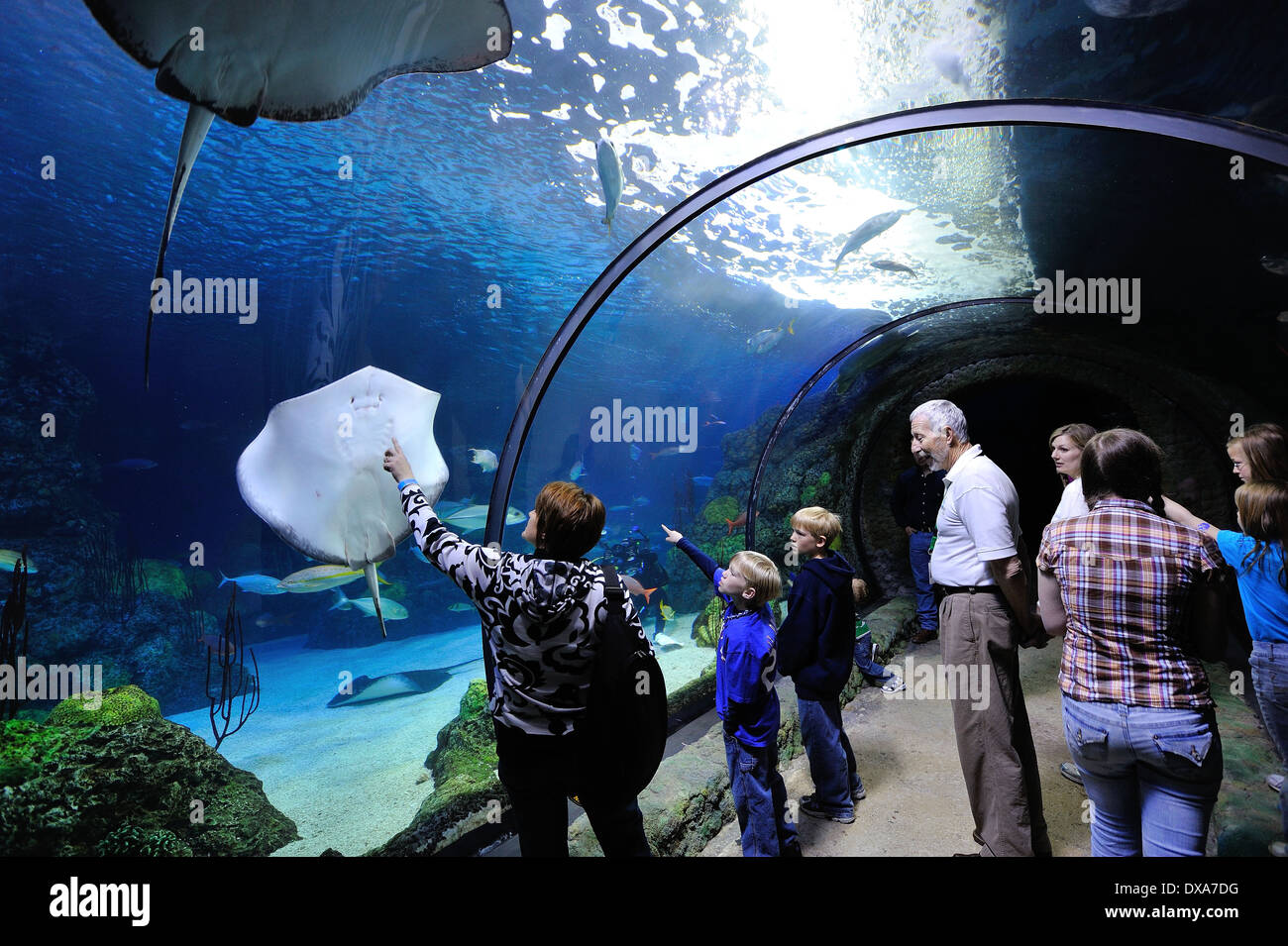 Aquarium tunnel tank, Denver Aquarium Stock Photo