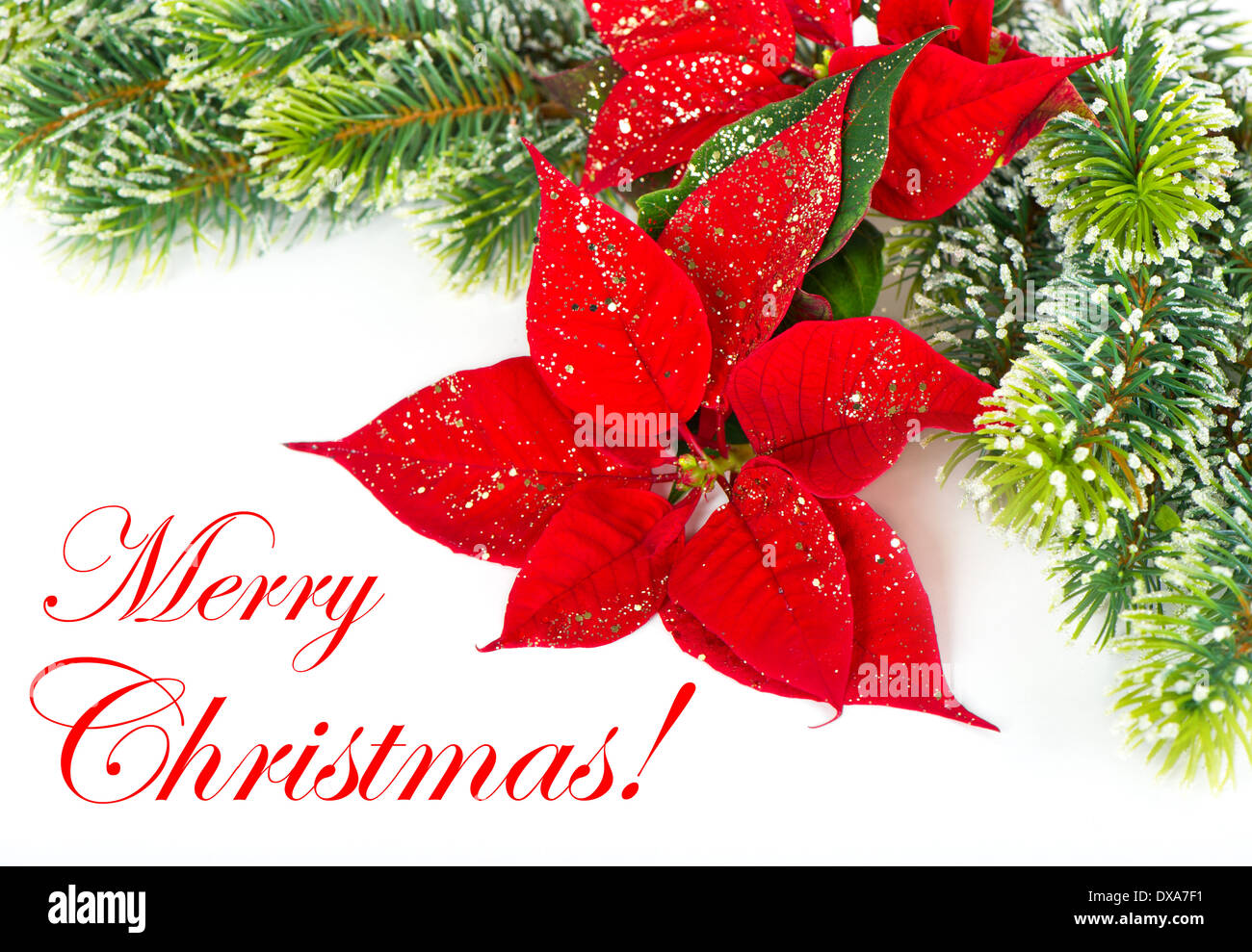 Merry Christmas! card concept. Red Poinsettia. Christmas Flower with