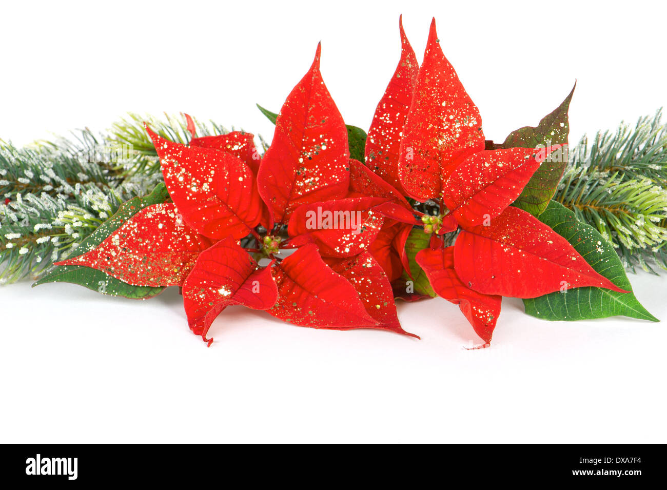 poinsettia red christmas flower. festive decoration. border Stock Photo ...