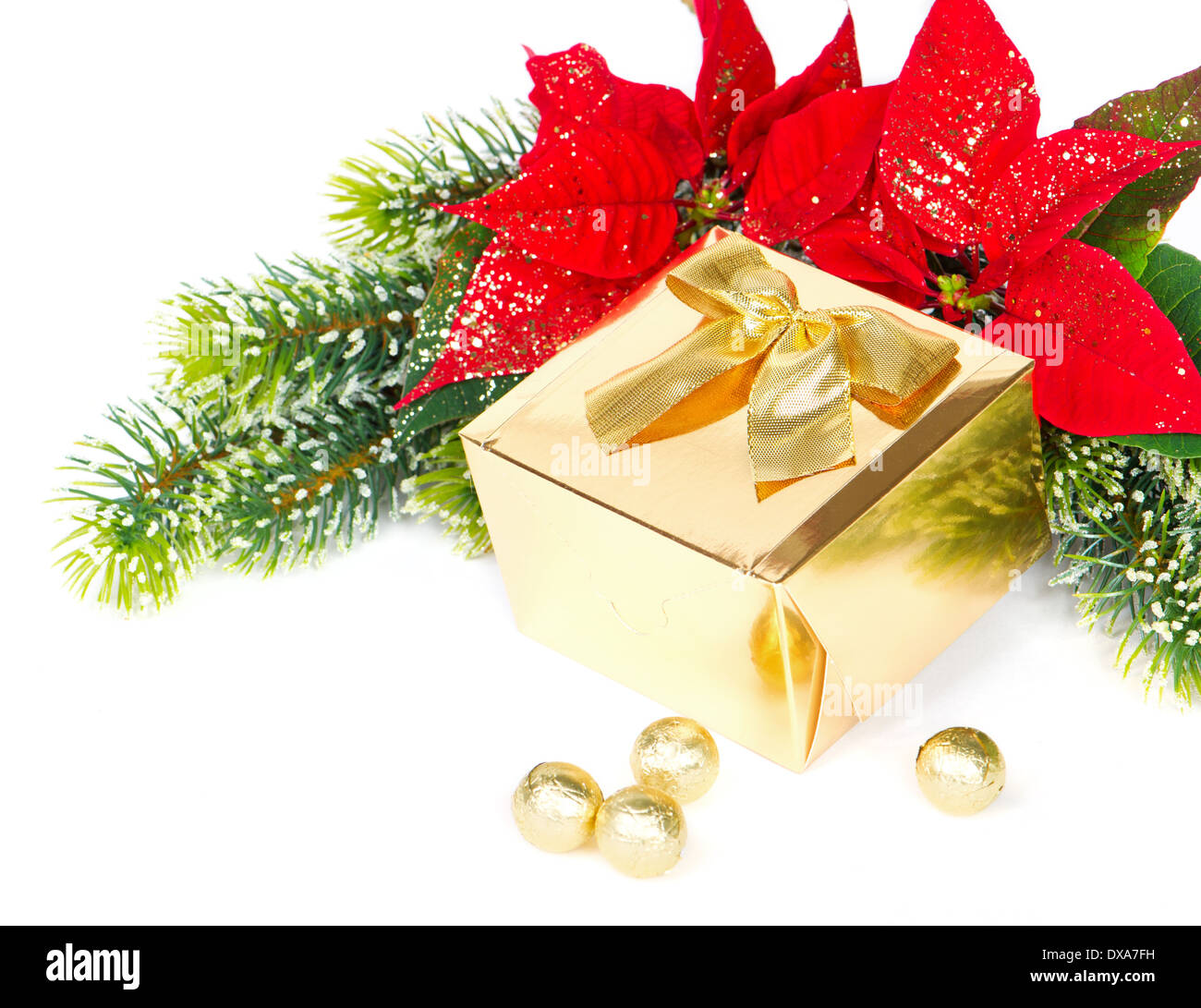 golden gift and red christmas flower poinsettia. festive decoration Stock Photo