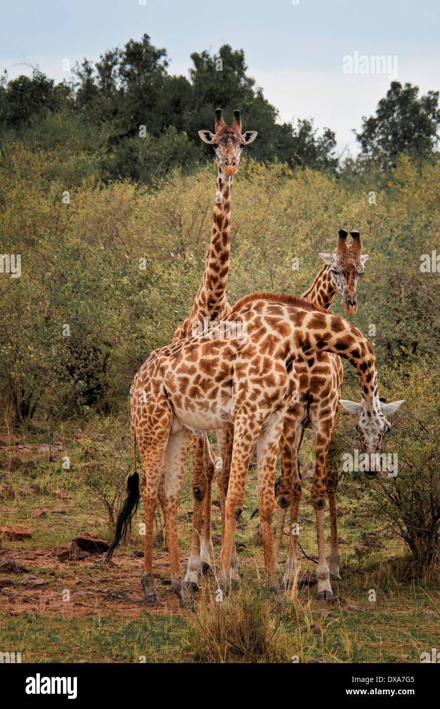 Three Wild Masai Giraffes Giraffa Camelopardalis Masai Mara National Reserve Kenya East 4831