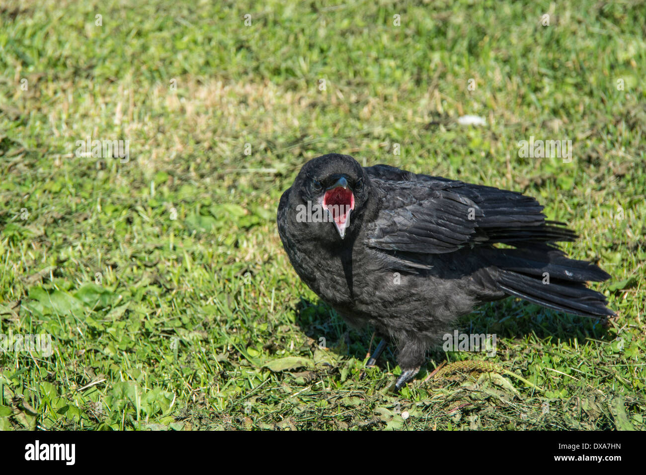 Baby American Crow, Corvus brachyrhynchos, with its beak wide open, begging to be fed, Alaska, USA Stock Photo