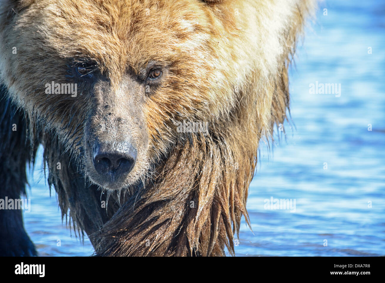 Close up of Grizzly Bear face, Ursus arctos, Lake Clark National Park, Alaska, USA Stock Photo