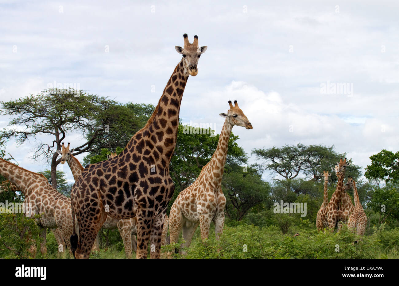 Group of giraffes hi-res stock photography and images - Alamy