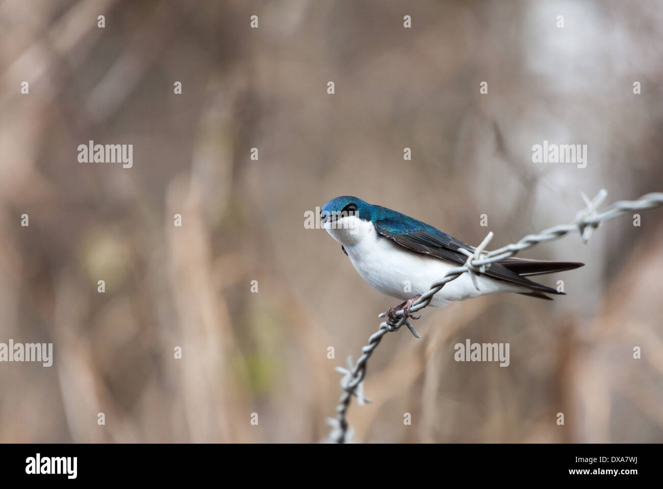 Blue tree swallow in spring Stock Photo - Alamy