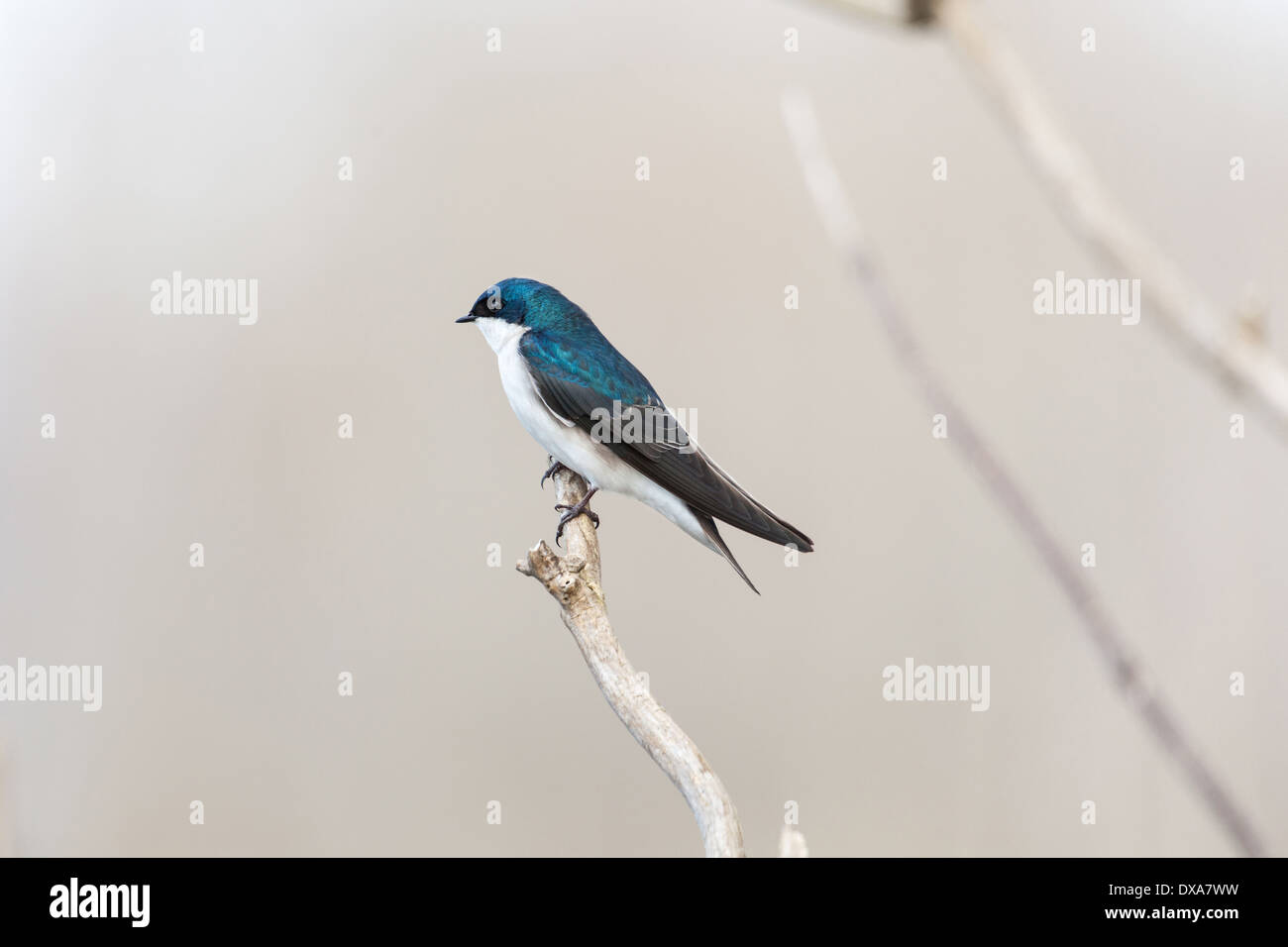 Blue tree swallow in spring Stock Photo - Alamy