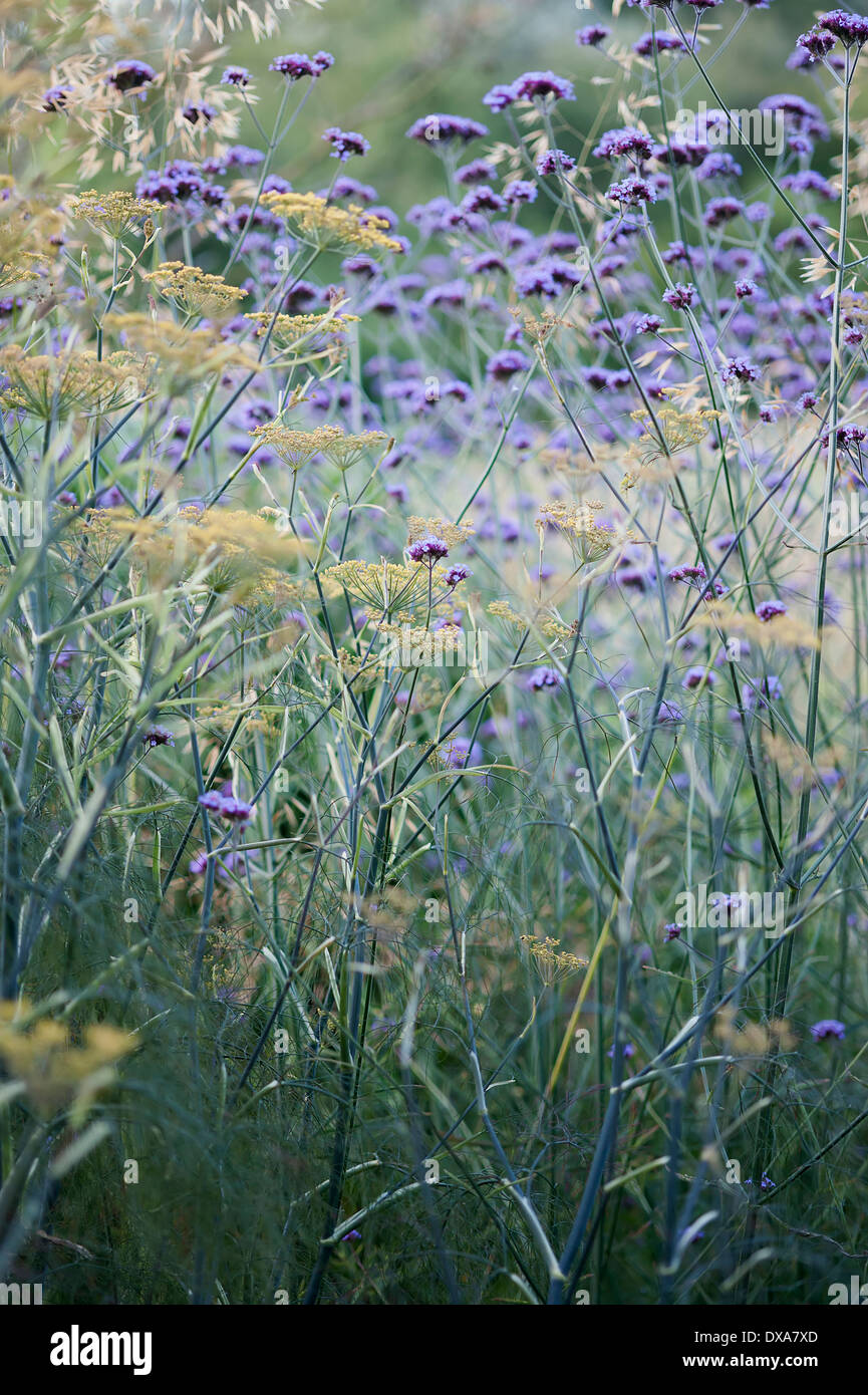 Bronze fennel Foeniculum vulgare 'Purpureum' mustard yellow flowers on tall blue green stalks combined planting with Brazilian Stock Photo