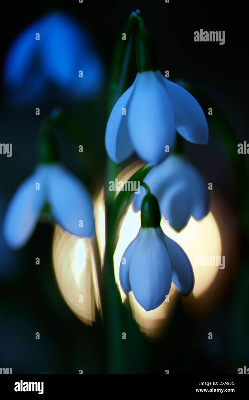 Common snowdrop with light from behind and altered white balance. Stock Photo