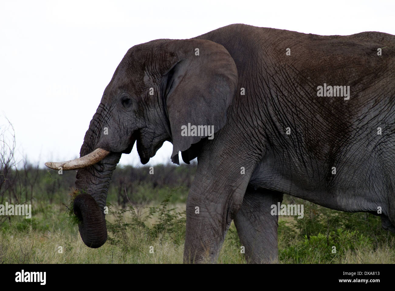 African bull elephant Stock Photo Alamy