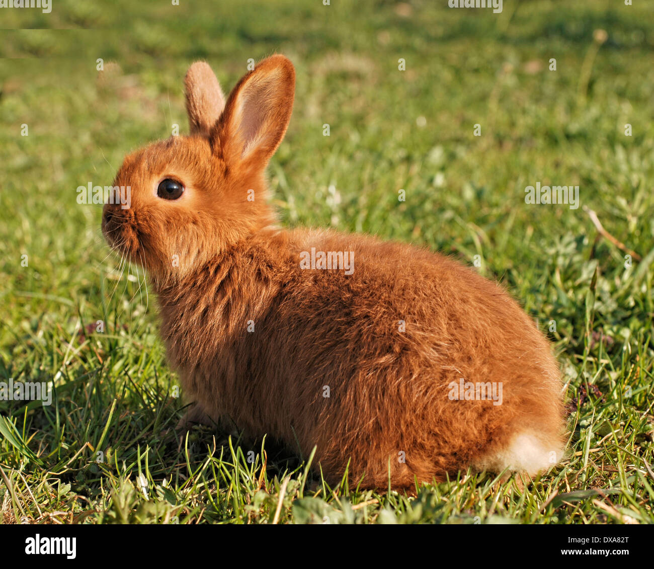 young brown bunny Stock Photo