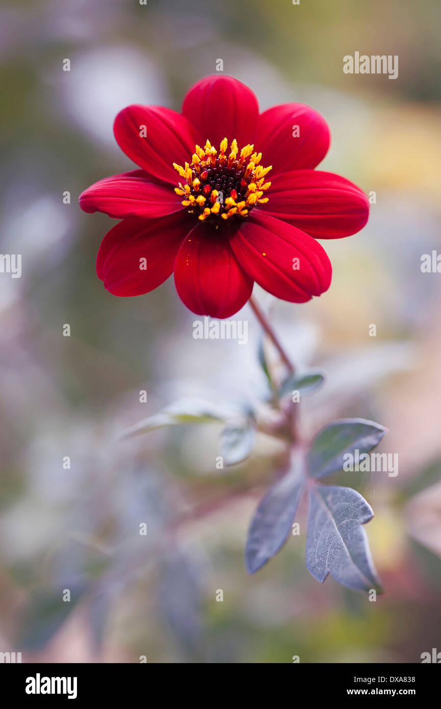Dahlia 'Bishop of Auckland', single red flower showing yellow stamen and dark purple leaves. Stock Photo