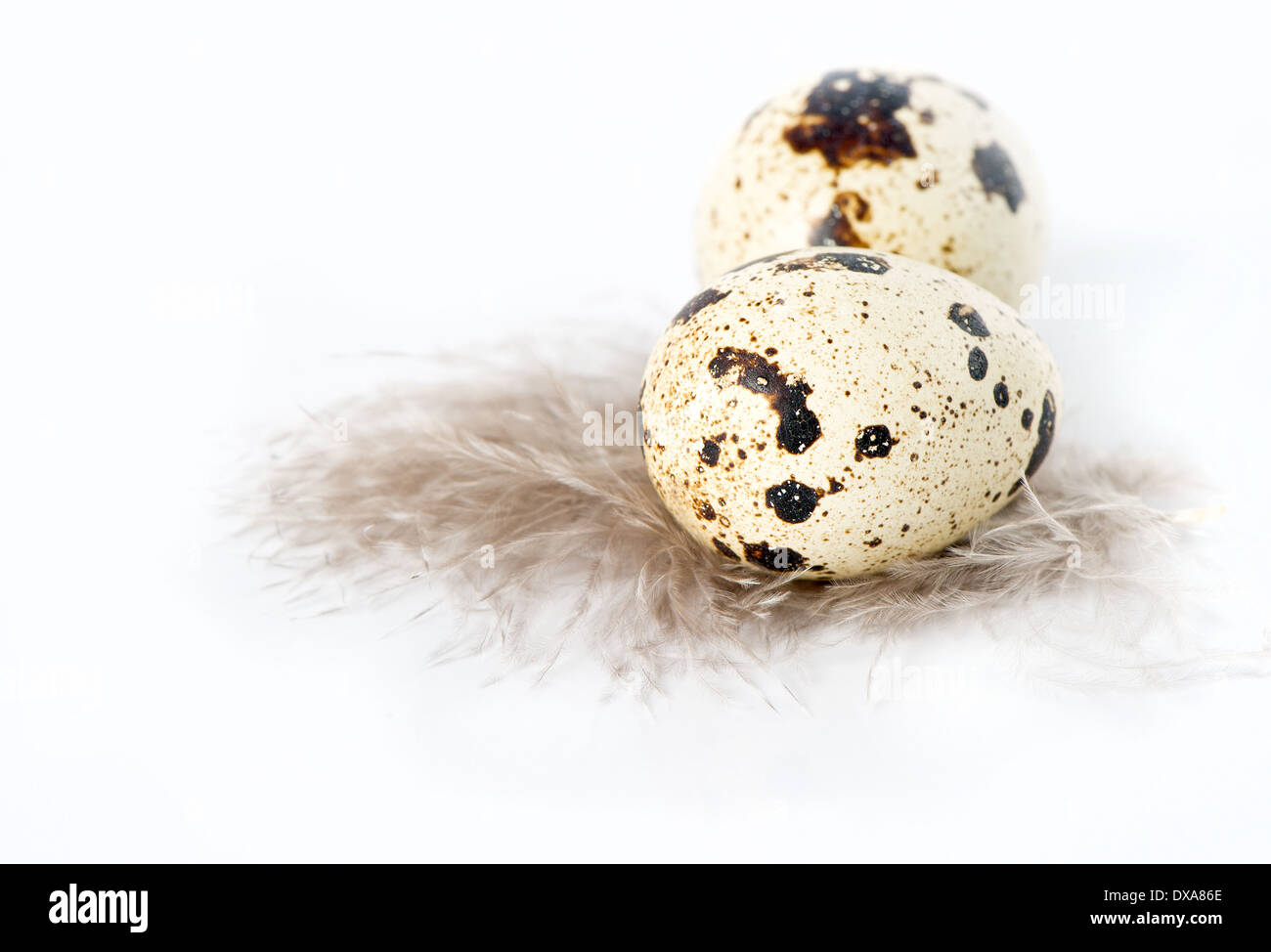 quail eggs with feather over white background Stock Photo