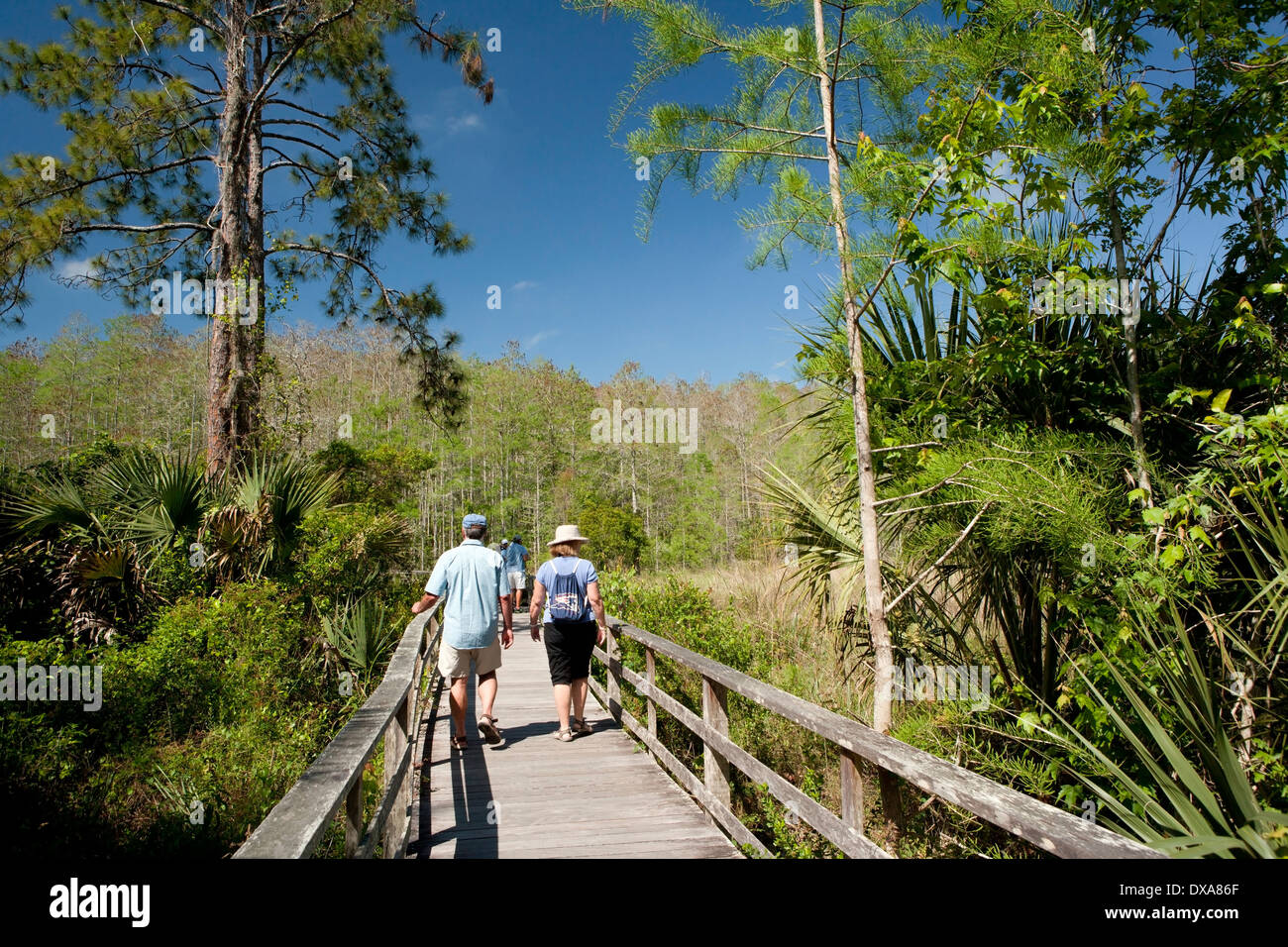 Boardwalk Trail at Corkscrew Swamp Sanctuary near Naples, Florida USA