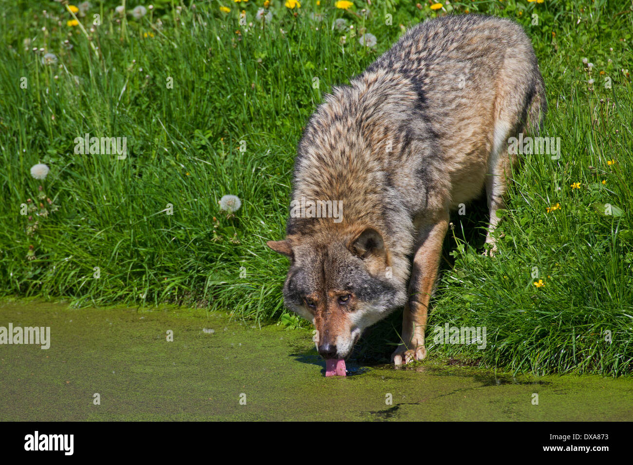 Drinking Like A Wolf – mypostersucks