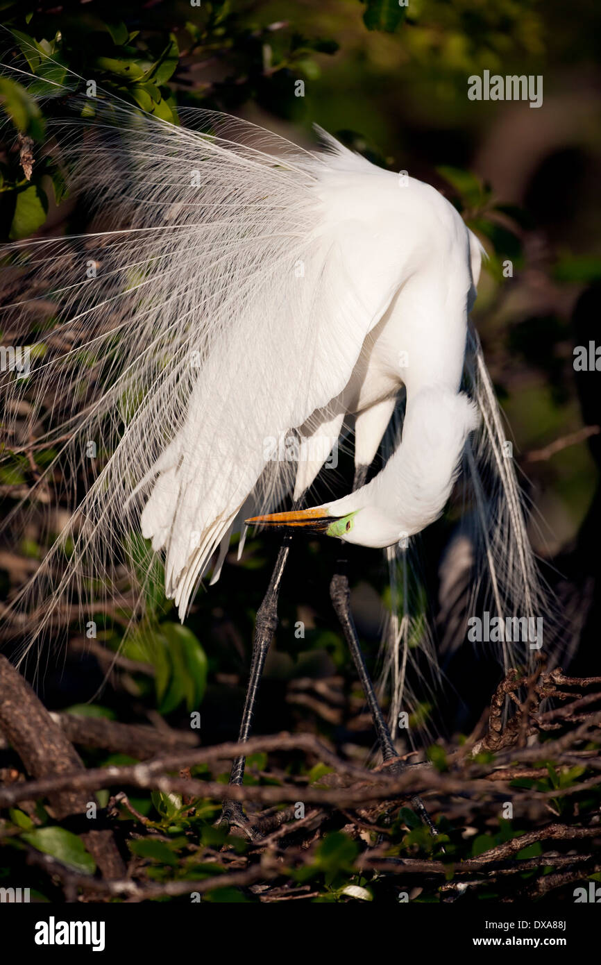 Great Egret - Wakodahatchee Wetlands - Delray Beach, Florida USA Stock Photo