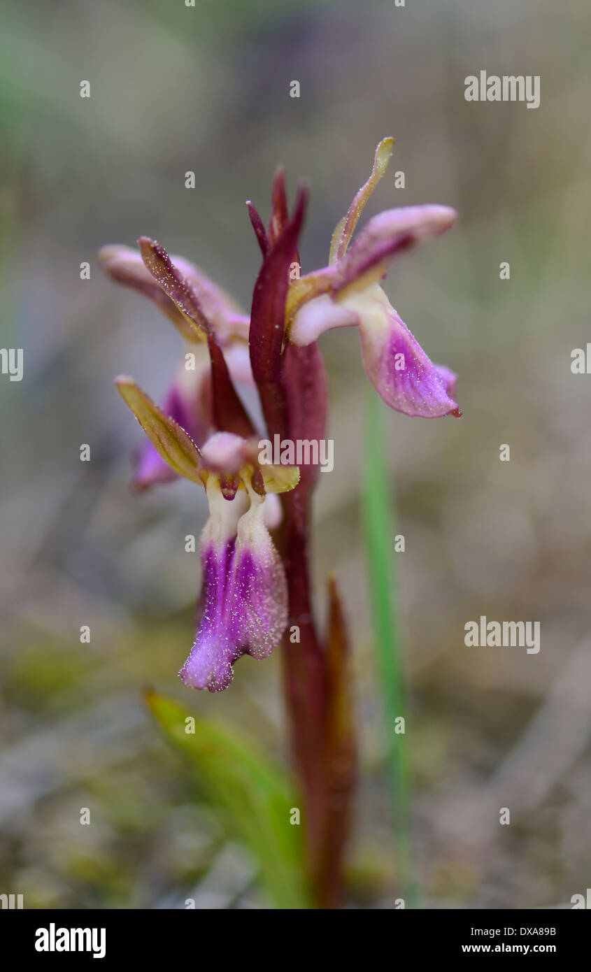 Fan-lipped Orchid, Orchis saccata also known as Orchis collina, wild orchid in Andalusia, Southern Spain. Stock Photo