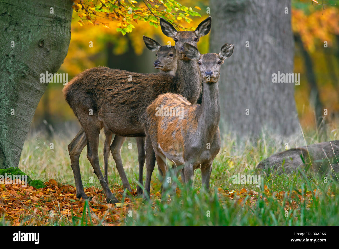Three red deer (Cervus elaphus) hinds in autumn forest Stock Photo